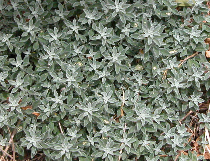 erbacea arbustiva in Supramonte 1 - Teucrium marum